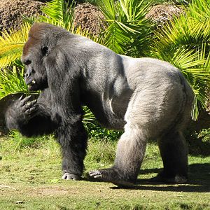 Western Lowland Gorilla