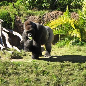Western Lowland Gorilla