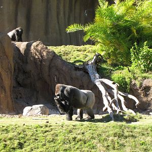 Campo Gorilla Reserve