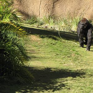 Western Lowland Gorilla