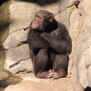 Chimpanzee