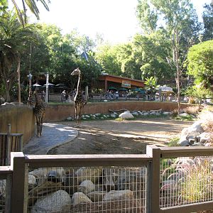 Masai Giraffe Habitat