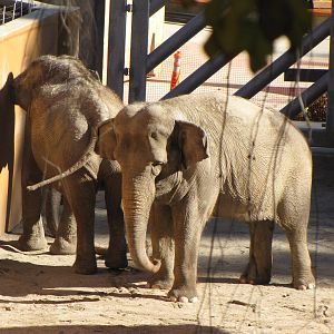 Elephants of Asia - Tina and Jewel