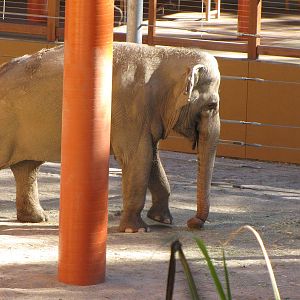 Asian Elephant