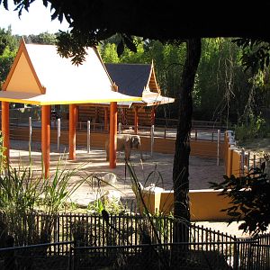 Elephants of Asia - November 26, 2010