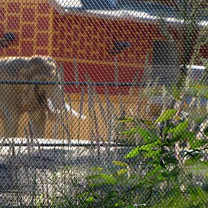 Billy - Elephants of Asia - November 26, 2010