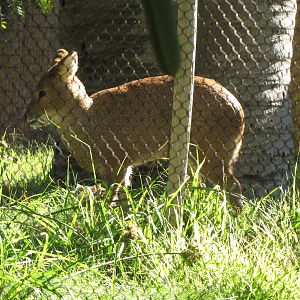 Chinese Water Deer - Elephants of China