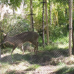 Chinese Water Deer - Elephants of China