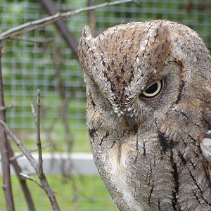 Euroasian Scops Owl