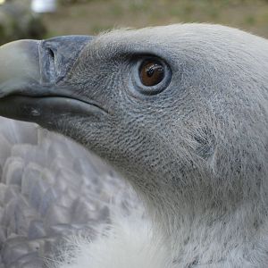 Griffon Vulture