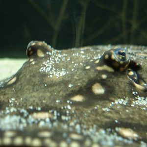 Ocellate river stingray