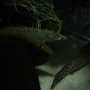 Reedfish and ornate bichir