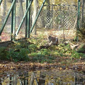 Euroasian lynx