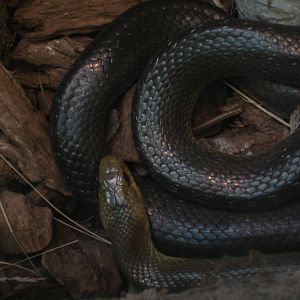 Aesculapian Snake