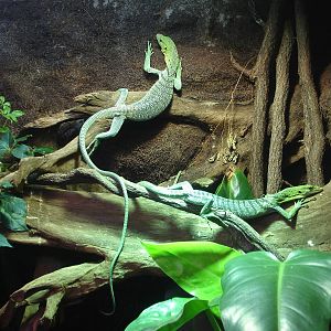 Emerald tree monitor