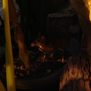 Java Mouse-deer