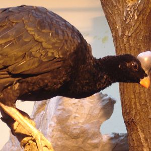 Helmeted curassow