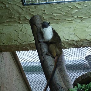 Pied tamarin