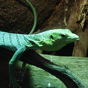 Emerald tree monitor