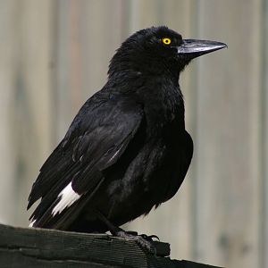 pied currawong (Strepera graculina)