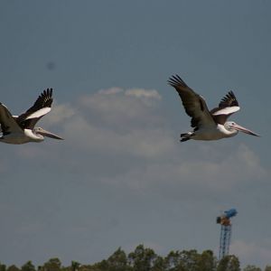 Australian pelicans (Pelecanus conspicillatus)