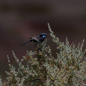superb blue wren (Malurus cyaneus)