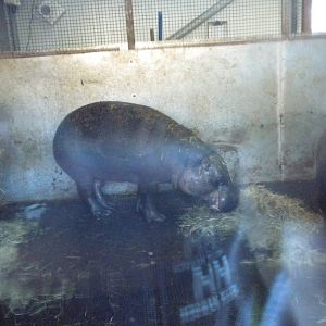 Pygmy Hippo.