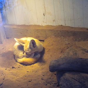 Fennec Fox.