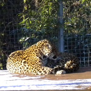 Jaguar.