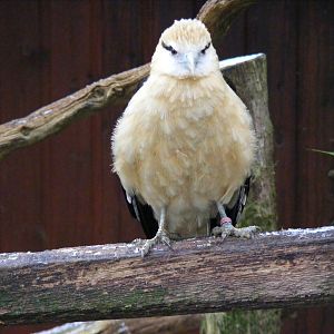 Yellow-headed caracara at Cotswold Wildlife Park, 27 November 2010