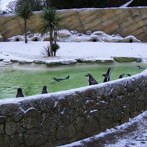 Humboldt penguin enclosure at Cotswold Wildlife Park, 27 November 2010