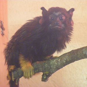 Young red handed tamarin at Cotswold Wildlife Park, 27 November 2010