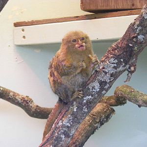 Pygmy marmoset at Cotswold Wildlife Park, 27 November 2010