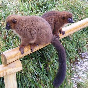 Mother and daughter red bellied lemurs at Cotswold Wildlife Park, 27 Novemb