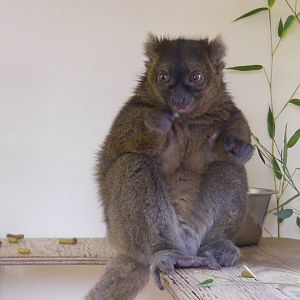 Greater bamboo lemur at Cotswold Wildlife Park, 27 November 2010