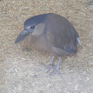 Boat-billed heron at Cotswold Wildlife Park, 27 November 2010