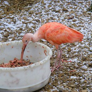 Scarlet ibis at Cotswold Wildlife Park, 27 November 2010