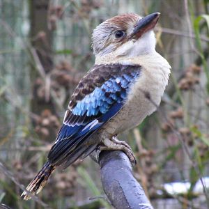 Blue-winged kookaburra at Cotswold Wildlife Park, 27 November 2010