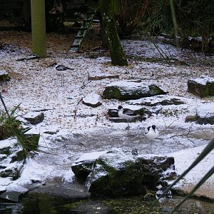 Pied avocets (?) at Cotswold Wildlife Park, 27 November 2010