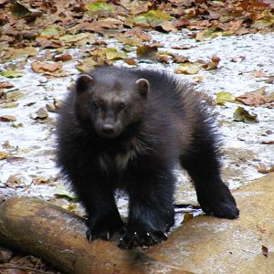 Wolverine at Cotswold Wildlife Park, 27 November 2010
