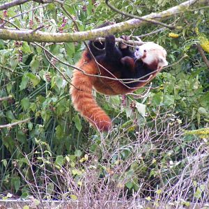 DooDoo the red panda at Cotswold Wildlife Park, 27 November 2010