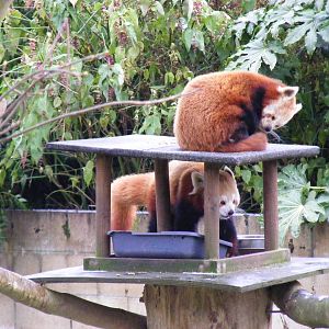 Du-Du and Micra the red pandas at Cotswold Wildlife Park, 27 November 2010