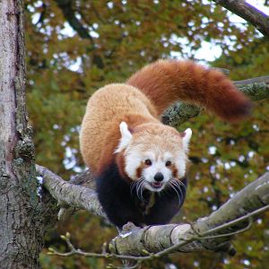 Du-Du the red panda at Cotswold Wildlife Park, 27 November 2010