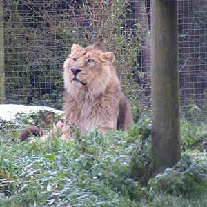 Chandra the Asiatic lion at Cotswold Wildlife Park, 27 November 2010