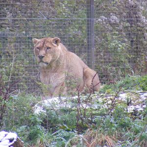 Akela or Gir the Asiatic lion at Cotswold Wildlife Park, 27 November 2010