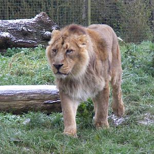 Chandra the Asiatic lion at Cotswold Wildlife Park, 27 November 2010