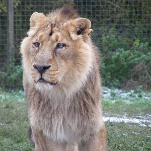 Chandra the Asiatic lion at Cotswold Wildlife Park, 27 November 2010