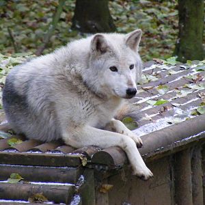 Canadian timber wolf at Cotswold Wildlife Park, 27 November 2010