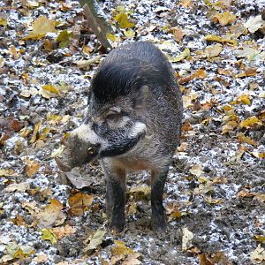 Visayan warty pig at Cotswold Wildlife Park, 27 November 2010