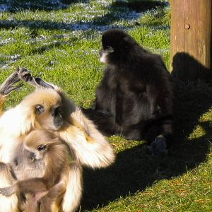 White Handed Gibbon's